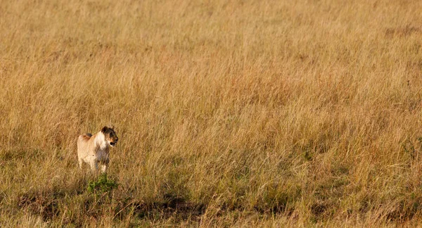 Leão Africano Masculino no Maasai Mara, Quênia — Fotografia de Stock