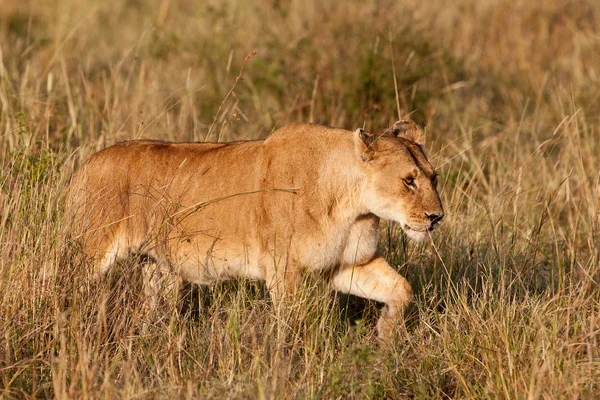 Afrikanska lejon i maasai mara, kenya — Stockfoto