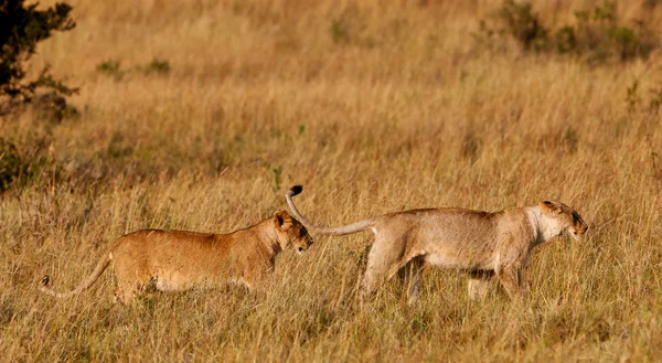 A maszáj Mara Nemzeti Park, a kenyai afrikai Lionesses — Stock Fotó