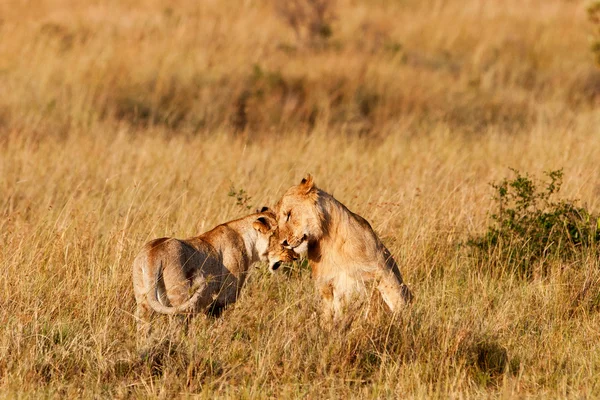 Африканские львицы в Национальном парке Масаи Мара — стоковое фото