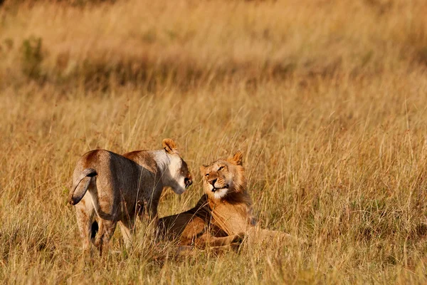 African Lionesses in the Maasai Mara National Park, Kenya — Stock Photo, Image