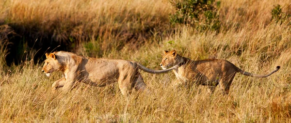 Leoas africanas no Parque Nacional Maasai Mara, Quênia — Fotografia de Stock