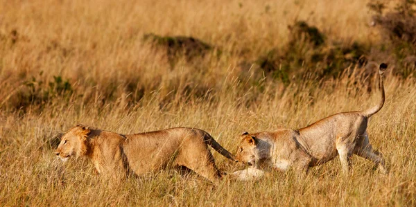 Afrykańskie lwice w parku narodowym maasai mara, Kenia — Zdjęcie stockowe