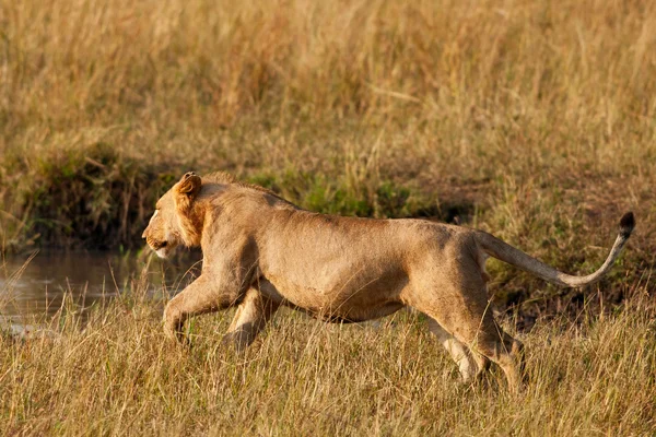 Leonessa Africana nel Parco Nazionale Maasai Mara, Kenya — Foto Stock