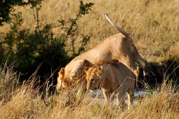 Afrikkalainen leijonat Maasai Mara kansallispuisto, Kenia — kuvapankkivalokuva