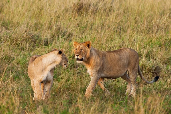 Leones africanos en el Parque Nacional Maasai Mara, Kenia — Foto de Stock