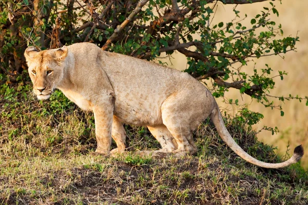 Африканська левиця в Національному парку Масаї Мара (Кенія). — стокове фото