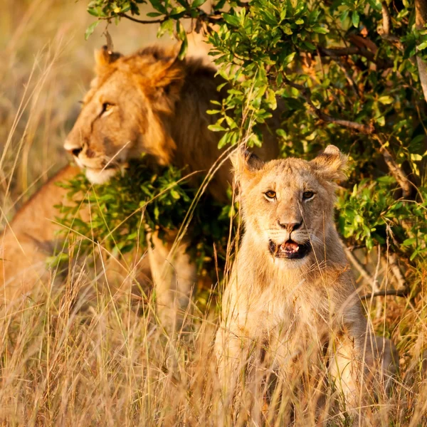 Lwów afrykańskich w parku narodowym maasai mara, Kenia — Zdjęcie stockowe