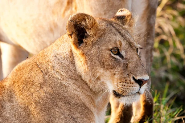 ケニアのマサイマラ国立公園のアフリカの雌ライオン — ストック写真