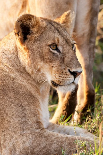 Kenya 'daki Maasai Mara Ulusal Parkı' nda Afrikalı Aslan Kadın. — Stok fotoğraf