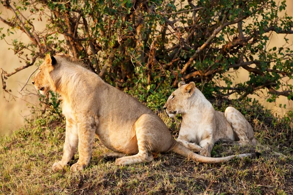 Afrykańska Lwica w Parku Narodowym Maasai Mara, Kenia — Zdjęcie stockowe