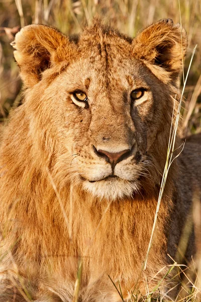 Mannelijke Afrikaanse leeuw in het Masai mara national park, Kenia — Stockfoto