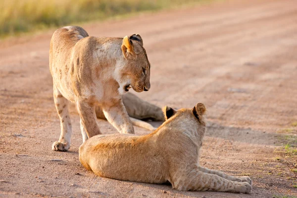 สิงโตแอฟริกันในอุทยานแห่งชาติมาไซมาร่า เคนย่า — ภาพถ่ายสต็อก