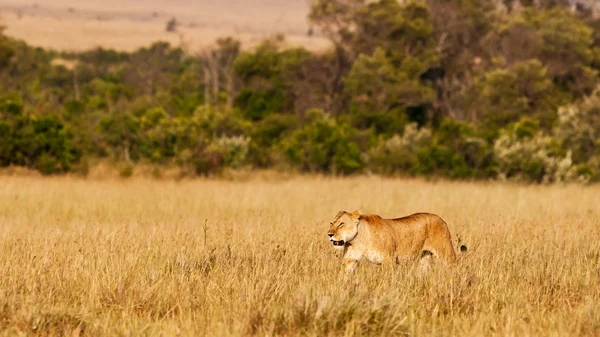 Kenya 'daki Maasai Mara Ulusal Parkı' nda Afrikalı Aslan Kadın. — Stok fotoğraf