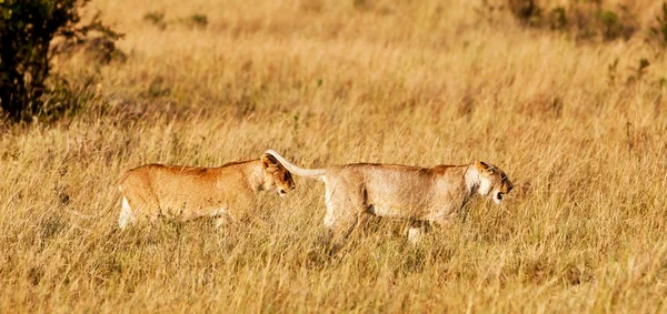 Africké lvice v národním parku maasai mara, Keňa — Stock fotografie