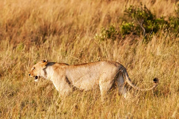 Lionne africaine dans le parc national Maasai Mara, Kenya — Photo