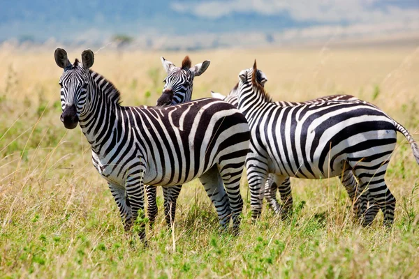 Zebras no Parque Nacional no Quênia, África — Fotografia de Stock