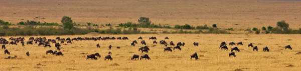 Afrika yatay, antiloplar, Masai mara, kenya — Stok fotoğraf