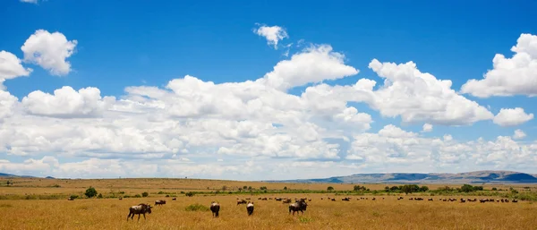 African landscape with wildebeests, Maasai Mara, Kenya — Stock Photo, Image