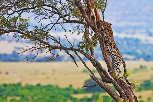 Leopardo salvaje con su presa, un antílope de impala en un árbol en Maasai Mara, Kenia, África —  Fotos de Stock