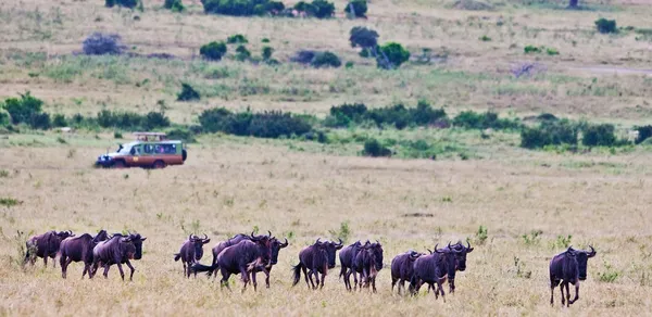 Wildebeests sul Maasai Mara, Kenya — Foto Stock