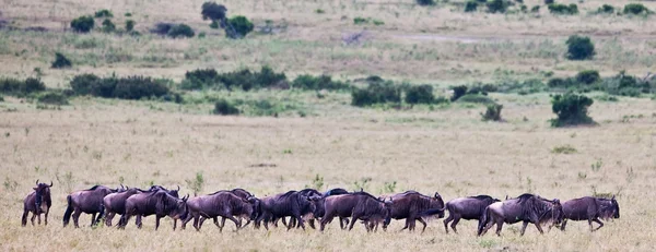 Wildebeests on the Maasai Mara, Kenya – stockfoto