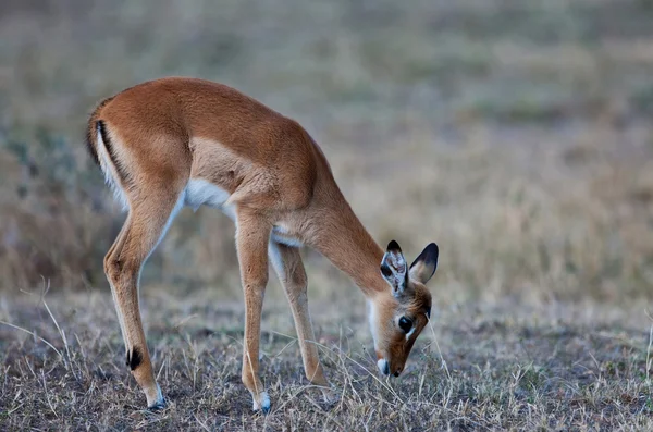 Antylop Impala - park narodowy mara masajski w Kenii, w Afryce — Zdjęcie stockowe