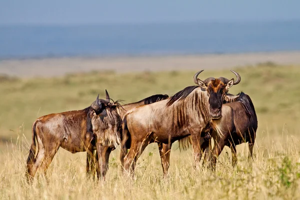 Blue Wildebeests - Национальный парк Масаи Мара в Кении, Африка — стоковое фото