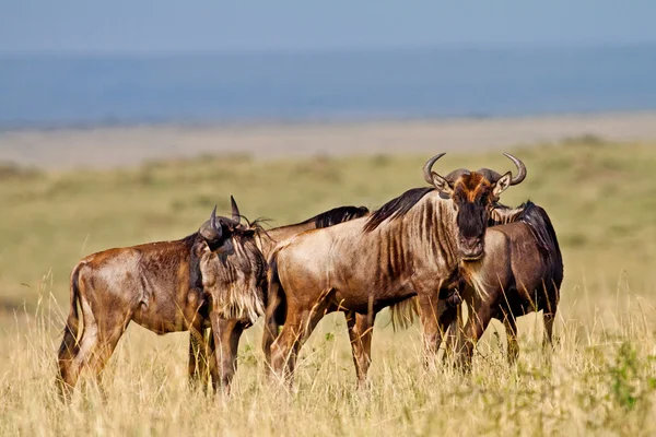 Los ñus azules - Parque Nacional Maasai Mara en Kenia, África — Foto de Stock