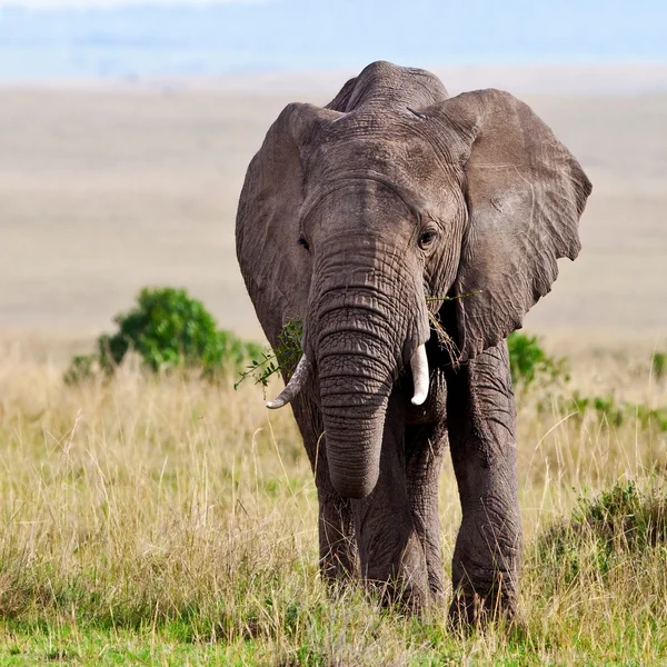 Elefante alimenta-se nas planícies da Masai Mara — Fotografia de Stock