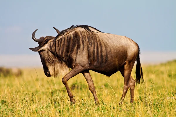 Blue wildebeest - maasai mara national park i kenya, Sydafrika — Stockfoto