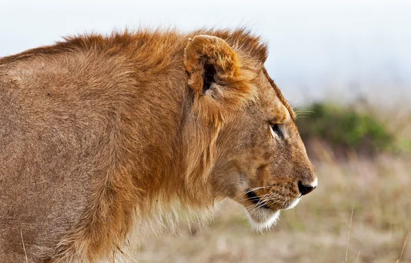 Mężczyzna lwa afrykańskiego w parku narodowym maasai mara, Kenia — Zdjęcie stockowe