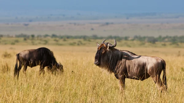 Blue Wildebeests - Parque Nacional Maasai Mara no Quênia, África — Fotografia de Stock