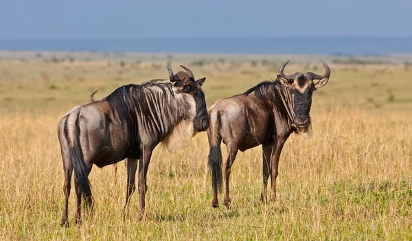 Blue Wildebeests - Национальный парк Масаи Мара в Кении, Африка — стоковое фото