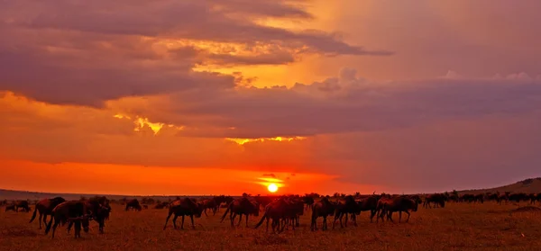 Afrikansk solnedgång med Blue Wildebeests - Maasai Mara National Park i Kenya, Afrika — Stockfoto