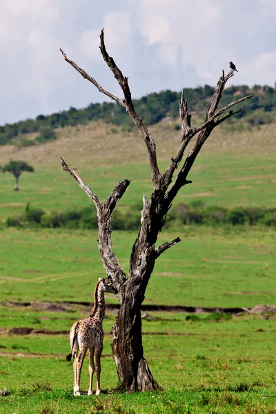 Bebé jirafa - Parque Nacional Maasai Mara en Kenia, África —  Fotos de Stock