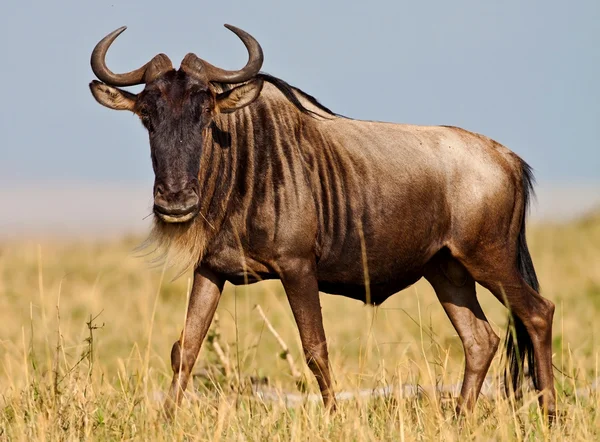 Blue Wildebeest - Parque Nacional Maasai Mara no Quênia, África — Fotografia de Stock