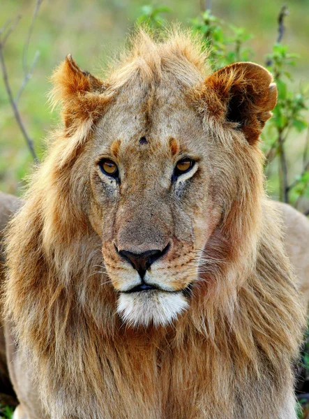 A maszáj Mara Nemzeti Park, a kenyai afrikai oroszlán — Stock Fotó