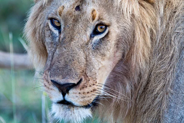 A maszáj Mara Nemzeti Park, a kenyai afrikai oroszlán — Stock Fotó