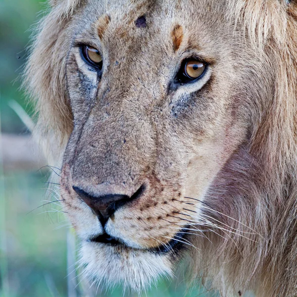Afrikkalainen leijona Maasai Maran kansallispuistossa, Kenia — kuvapankkivalokuva