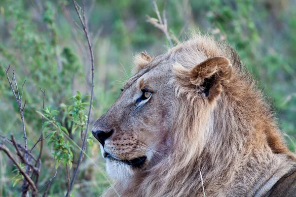 Leão Africano no Parque Nacional Maasai Mara, Quênia — Fotografia de Stock