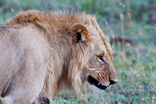 Lwa afrykańskiego w parku narodowym maasai mara, Kenia — Zdjęcie stockowe