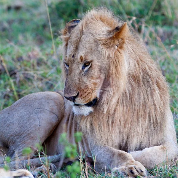 Afrikkalainen leijona Maasai Maran kansallispuistossa, Kenia — kuvapankkivalokuva