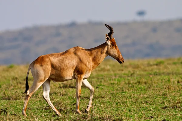 Hartebeest in de game reserve van masai mara, Kenia, Afrika — Stockfoto