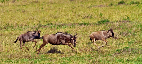 Safari sulla migrazione di Maasai Mara Wildebeest — Foto Stock