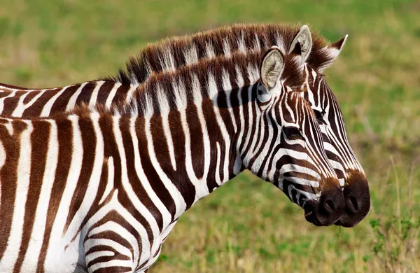 Zebra's in de Masai mara national park, Kenia — Stockfoto