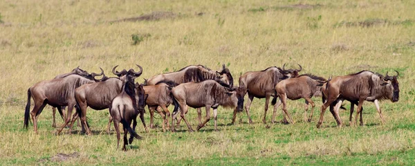 Safari sulla migrazione di Maasai Mara Wildebeest — Foto Stock