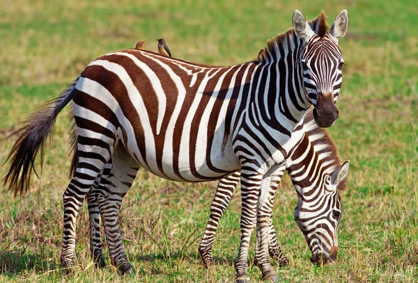 Zebry v národním parku maasai mara, Keňa — Stock fotografie