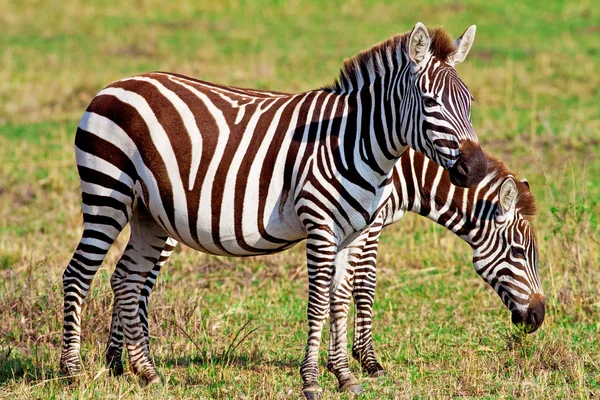 Zebras ในอุทยานแห่งชาติ Maasai Mara, เคนย่า — ภาพถ่ายสต็อก