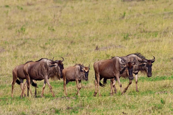 Maasai Mara Wildebeest Migration Safari — Stock Photo, Image